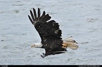 Photo by Albumeditions | Not in a City  Alaska Wildlife Baldeagle Nature
